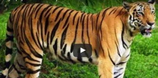 The number of tigers in the wild has risen for the first time in more than a century.